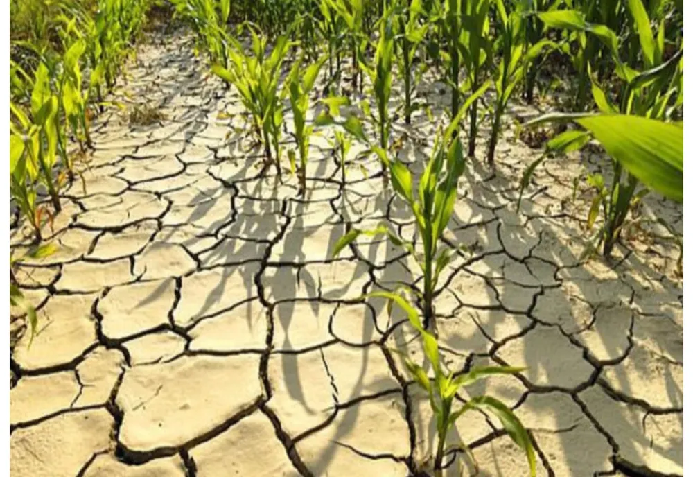 VIDEO MINISTRUL AGRICULTURII ANUNŢĂ MAI MULTE MĂSURI PENTRU FERMIERII AFECTAŢI DE SECETĂ