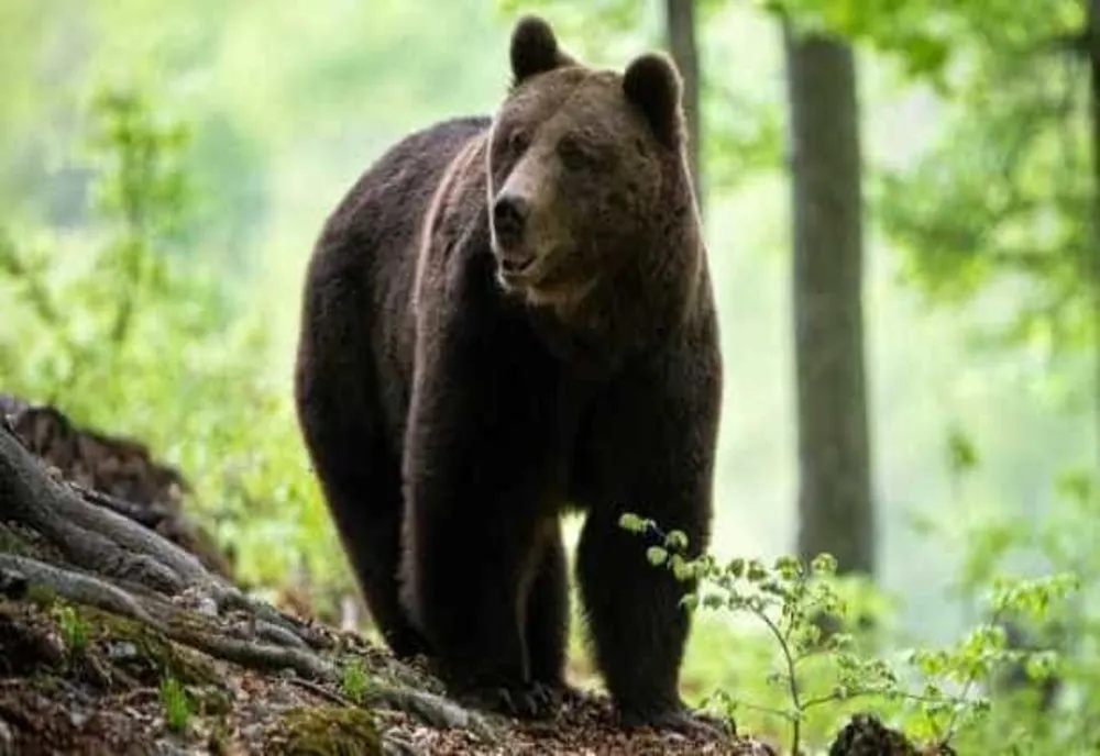 Român, față în față cu doi urși, în pădure: ce a făcut ca să scape