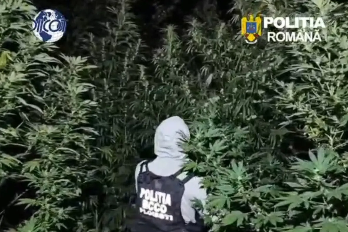 Plantație de canabis cu plante de până la patru metri, descoperită într-o pădure din Dâmbovița