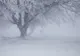 Alertă METEO! Cod galben și portocaliu de vânt puternic și ninsori viscolite