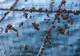 MIDIILE INVADEAZĂ LACURILE DIN ELVEŢIA, ACOPERIND PLASELE DE PESCUIT ŞI AMENINŢÂND FAUNA LOCALĂ